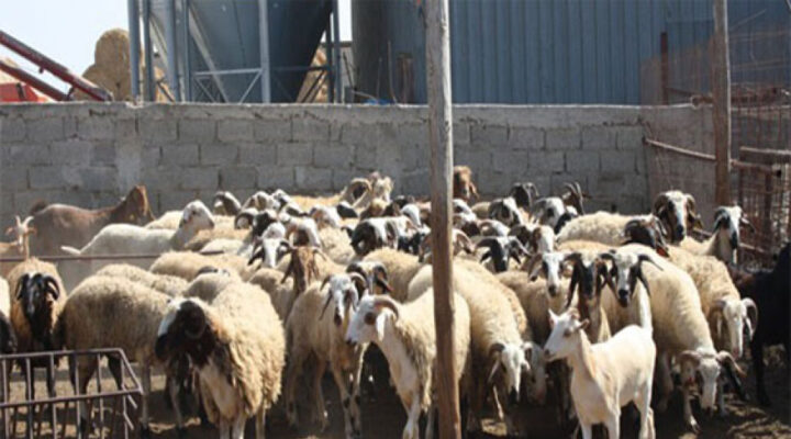 Devlet Üretme Çiftlikleri Dairesi’nden kasaplık hayvan satışı duyurusu