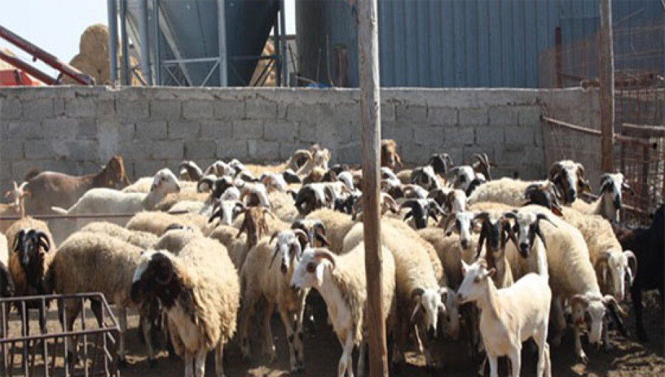 Devlet Üretme Çiftlikleri Dairesi’nden kasaplık hayvan satışı duyurusu